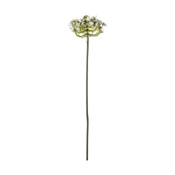 Queen Anne Lace Closed Stem Dry Look H.54cm