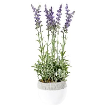 Lavender Lilac in White Pot H.35cm