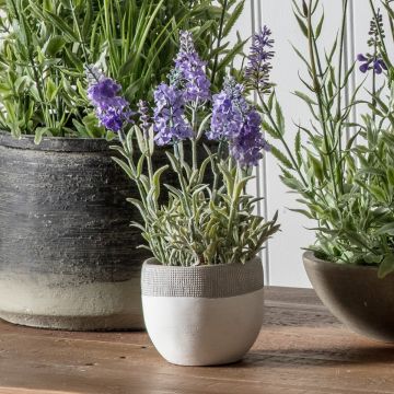 Lavender Lilac in White Pot H.35cm