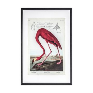 Flamingo Study Framed Art