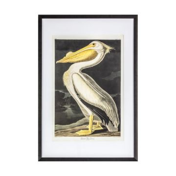 Pelican Study Framed Art