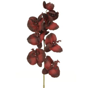 Artificial Orchid Burgundy Height 73cm 