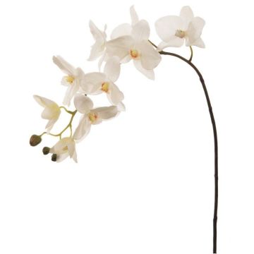 Artificial Phalaenopsis Orchid - Cream