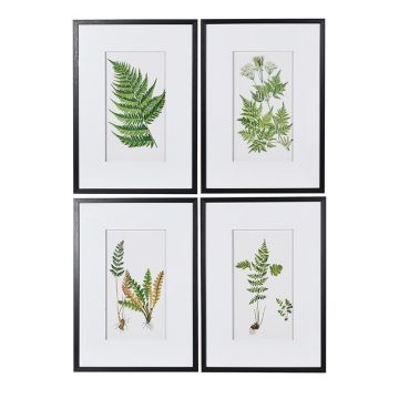 Framed Fern Prints Set of 4