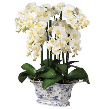 Phalaenopsis Orchid in Chinoiserie Pot