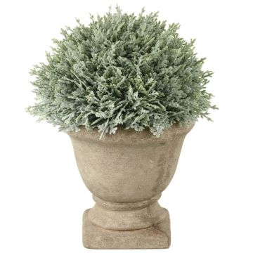 Cypress Potted Green Height 18cm