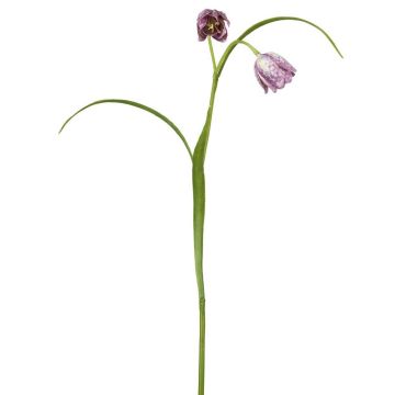 Fritillaria Stem Lilac Height 40cm