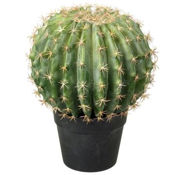 Melon Cactus Potted Green H.35cm