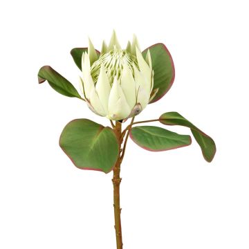 Protea Stem H54cm