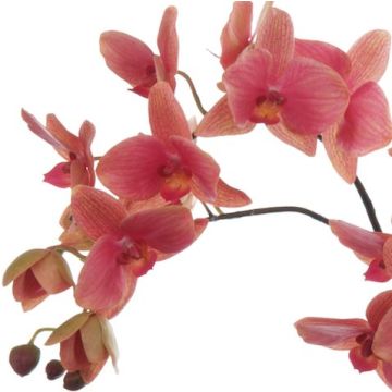 Artificial Phalaenopsis Orchid