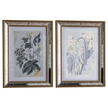 Painswick Set of 2 Botanical Studies Framed